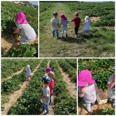 Erdbeeren pflücken und naschen